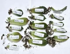 多肉植物　エケベリア葉挿しセット　１５種　発根済　メルカリ便発送のサムネイル