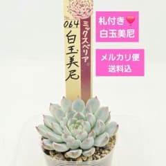 ⑬【札付き❣️】白玉美尼❣️ 064 ミックスベリア メルカリ便送料込