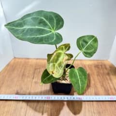 特価】アンスリウム マグニフィカム×ブラッククリスタリナム32 - メルカリ