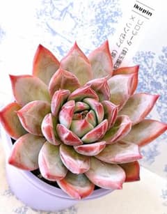 コロラータ(錦玉園BB)×リンゼアナ(堀川カクタス)札付きikupinさん苗