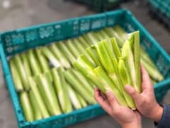 信州産 マコモダケ 訳あり1kgのサムネイル