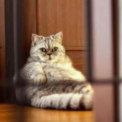 ぺたさん専用ですのサムネイル