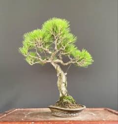 白木盆栽園 山採り 黒松 樹高40センチ 盆栽黒松赤松五葉松真柏雑木観葉