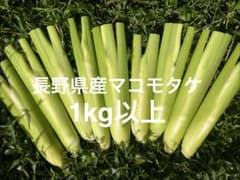 長野県産　マコモタケ　マコモダケ　1kg以上（箱抜き）のサムネイル