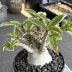 アデニウム アラビカム 鉢のまま第4種郵便 - メルカリ