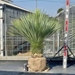 ユッカ • ロストラータ【樹高:約92cm】Oct18 - メルカリ