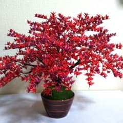 折り鶴盆栽【紅葉盆栽】No.3 - メルカリ