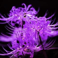 リコリス 彼岸花 球根 10球 レア色 - メルカリ