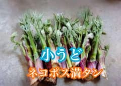 小うど　山うどのサムネイル