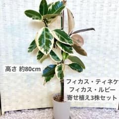 極美斑‼️フィカス♡ルビー♡7号♡お鉢ごとメルカリ便 フィカス ティネケ ルビー 寄せ植え 3株セット 4.5号 - メルカリ