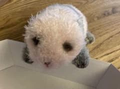 完売品 シャンシャン 赤ちゃんぬいぐるみのサムネイル