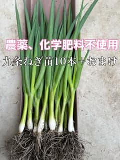 農薬不使用、化学肥料不使用九条ねぎ苗10本 - 5
