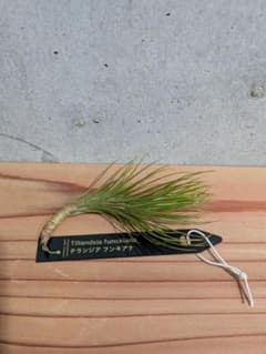 チランジア フンキアナ Tillandsia funckiana エアプランツ③のサムネイル