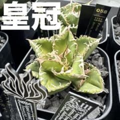 有名趣味家血統】アガベ⭐︎チタノタ⭐︎皇冠⭐︎子株⭐︎台湾lize