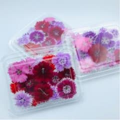 無農薬エディブルフラワー40輪のサムネイル