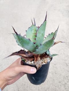 特選カリフォルニア輸入 アガベ チタノタ ×コロラータ ハイブリッド\