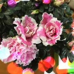わんこ様専用のサムネイル