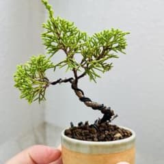 【一点物】真柏 ミニ盆栽 樹形良好 小品盆栽 インテリアのサムネイル