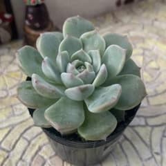 多肉植物 アメイジンググレイス 抜き苗のサムネイル