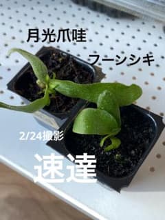 ビカクシダ 月光爪哇 フーンシキ 2株セット spore - メルカリ