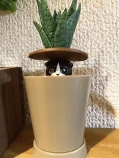 デテクルキャット！ サンセベリア×ハチワレ ガチャガチャのサムネイル