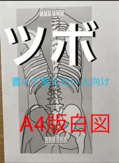 経穴（ツボ）学習用　身体マップ　白図のサムネイル