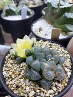 多肉植物 ハオルチア 氷灯オブツーサ錦 2苗 - メルカリ