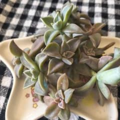 多肉植物　朧月　カット苗 多肉植物(カット苗) 朧月 - メルカリ