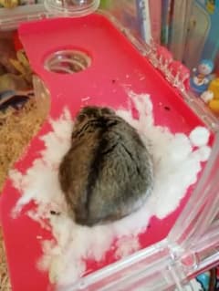 くるみちゃんのサムネイル