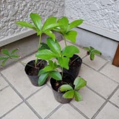 クリスマスローズの苗木 3株セット - メルカリ