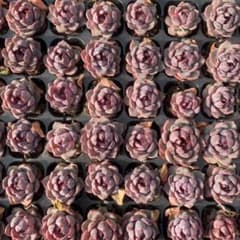 Top【選抜株】多肉植物 22147ラブリーローズ 105個 プラグトレー苗