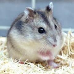 ハムミさま専用のサムネイル