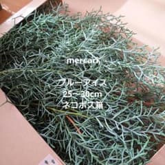 コニファーブルーアイス切り枝25～30cm（FRESH）ネコポス箱のサムネイル