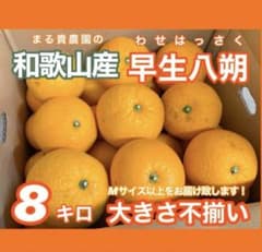 和歌山　早生八朔　1のサムネイル