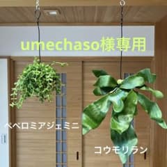 028 苔玉2個セット コウモリラン ビカクシダとぺぺロミアジェミニのサムネイル