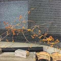 Ｓuiso様専用ページ   ツルウメモドキのサムネイル