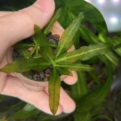い*ぬ様 エキノドルス サイサリス AZ1110-18RSのサムネイル