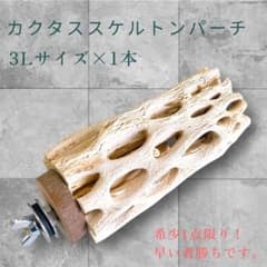 みわちゃん　カクタス　スケルトン　パーチ　おまとめ６本 カクタススケルトンパーチ（3L）001 - メルカリ