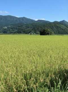 値下げ中】【残り1品】令和7年産なつほのか お米10kg 無洗米 農家直送