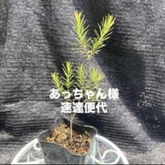 あっちゃん様・速達便代¥410 - メルカリ