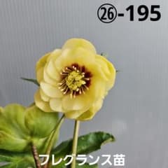 チャッピ様ご購入苗㉖-195㉖-294クリスマスローズ - メルカリ