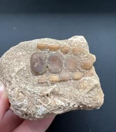 白亜紀の魚類Neomesturusの歯 ピクノドン 歯 化石 白亜紀 モロッコ