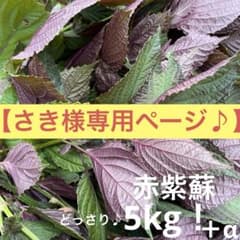 【さき様専用ページ】赤紫蘇どっさり5kg♪のサムネイル