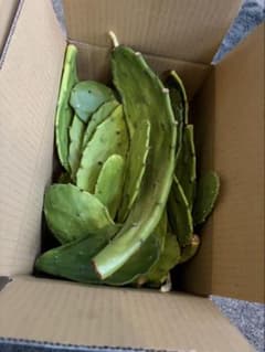 [徳用] ウチワサボテン 単刺団扇 爬虫類用餌　60サイズのサムネイル
