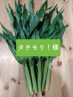 タチモリ！様　八ヶ岳産　農薬不使用　ペット用葉付き！ヤングコーン 30~35本のサムネイル