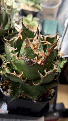 Agave オアハカ　実生株　アガベ Agave アガベ オアハカ 実生 子株 - メルカリ