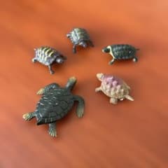 亀フィギュア 5体セット - メルカリ