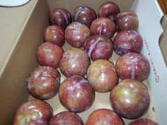 奄美大島産すもものサムネイル