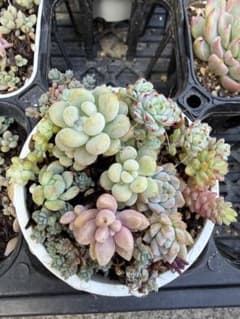 寄せ植えセット③のサムネイル