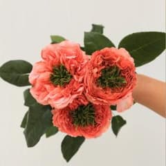 切り花品種バラ苗 レアバラ Mandarin X-pressio♡ Rose - メルカリ